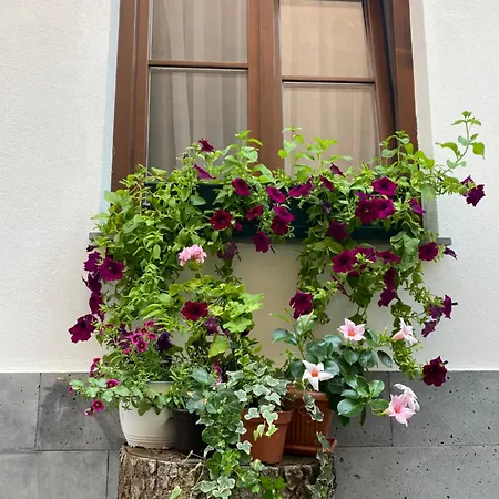 בית הארחה Arce Boutique בראשוב