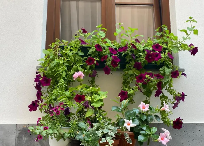 Guest house Arce Boutique Brasov